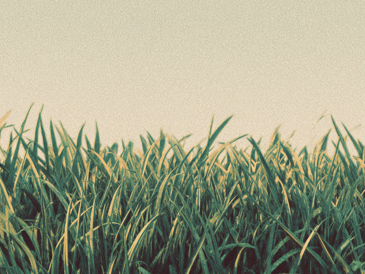 How to Remove Grass Stains from Clothes